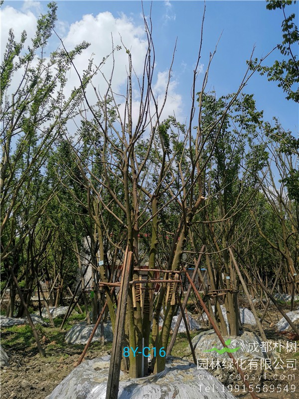  74公分拼栽朴树-高度7米-冠幅4m