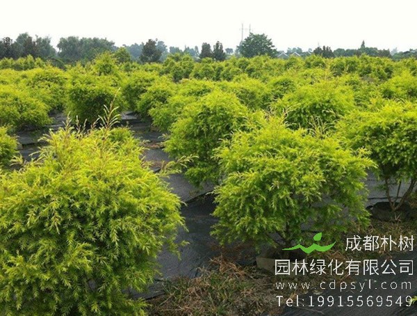 黄金宝树图片大全，黄金宝树图片欣赏