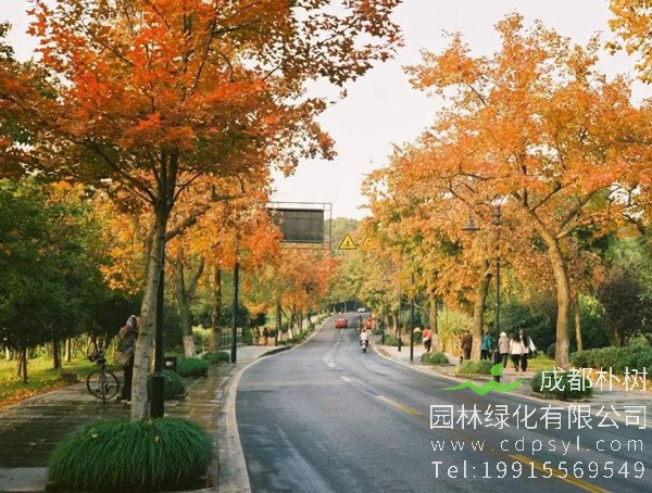 无患子图片大全，无患子树图片欣赏