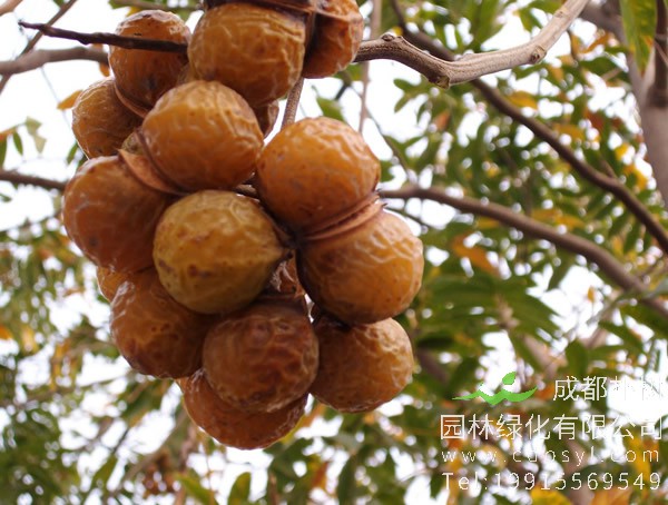 无患子树价格-图片-形态特征-生长环境-分布范围以及主要价值