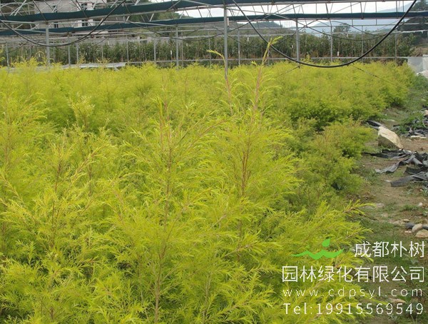 黄金宝树寓意好不好？黄金宝树的风水作用有哪些？