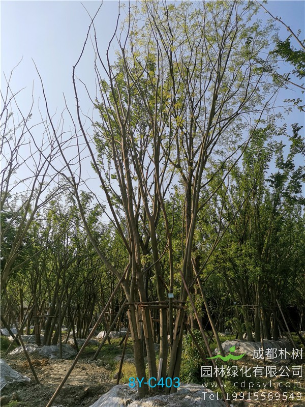 79公分拼栽朴树-高度7m-冠幅5m