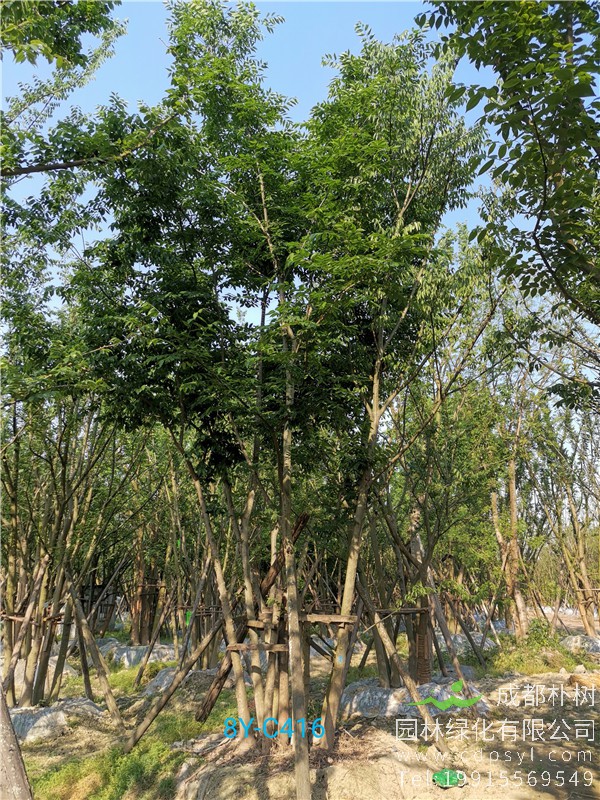 60-64公分拼栽朴树-高度7m-冠幅5m
