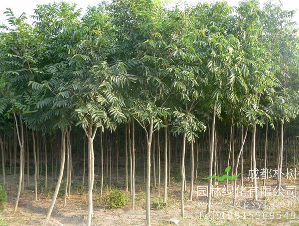 无患子树种植前景怎么样？无患子值得种植么？