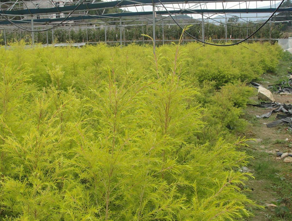 黄金宝树寓意好不好？黄金宝树的风水作用有哪些？