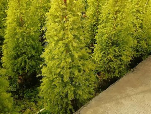 黄金宝树的分布情况，哪儿有卖黄金宝树的基地？