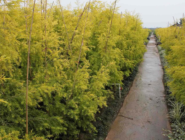 黄金宝树图片大全，黄金宝树图片欣赏