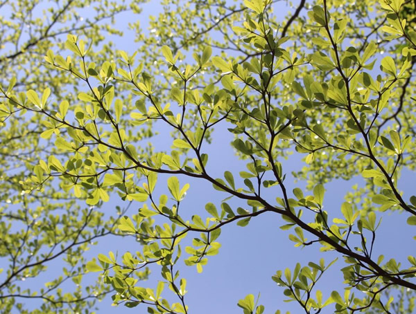 小叶榄仁价格-图片-形态特征-产地生境以及主要价值