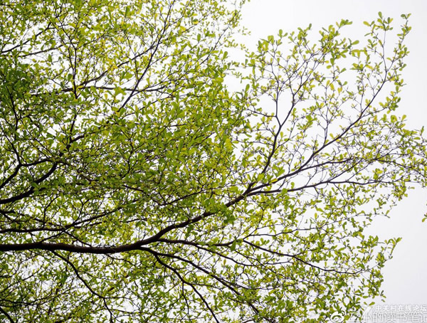 小叶榄仁的栽培技术介绍