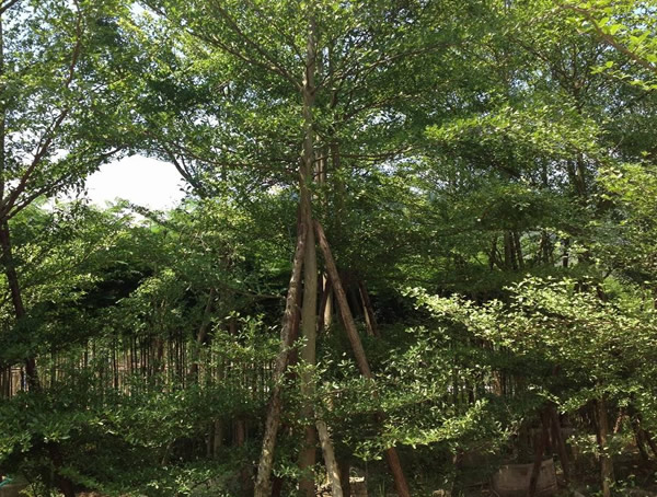 小叶榄仁的种植方法有哪些？