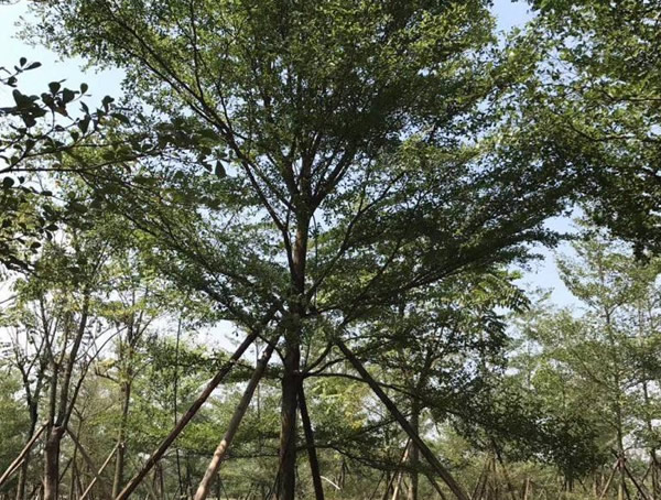 小叶榄仁树什么时候落叶？