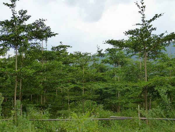 湖南能否种植小叶榄仁？