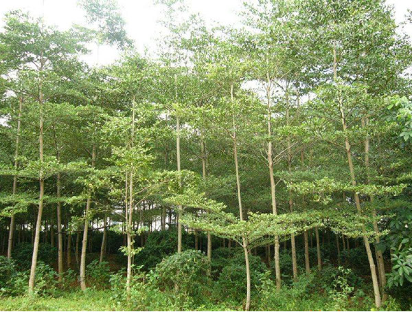 小叶榄仁树能结果吗？