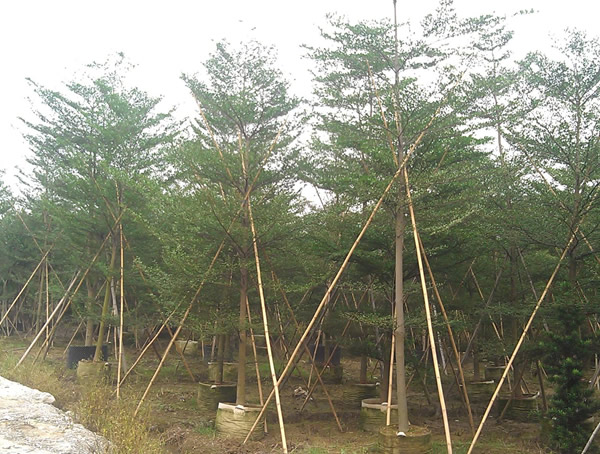 小叶榄仁的特点有哪些？