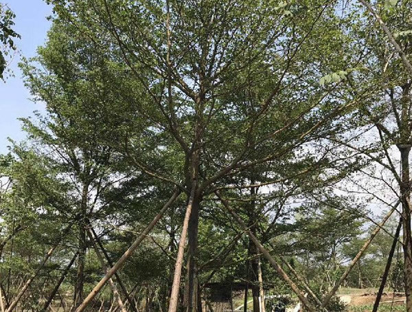 小叶榄仁树在安徽能不能养活？