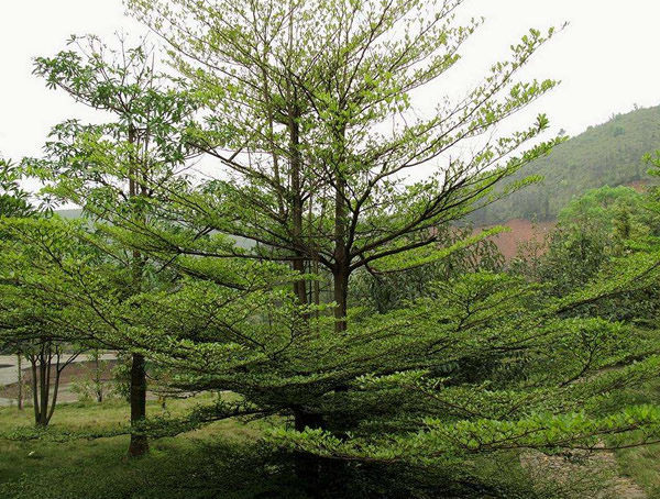 小叶榄仁图片大全，最新小叶榄仁图片欣赏