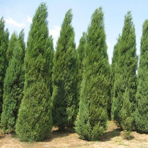 圆柏价格-图片-形态特征-生长习性-分布范围-品种分类-主要价值