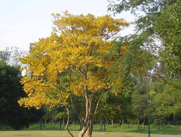 无患子树价格-图片-形态特征-生长环境-分布范围以及主要价值