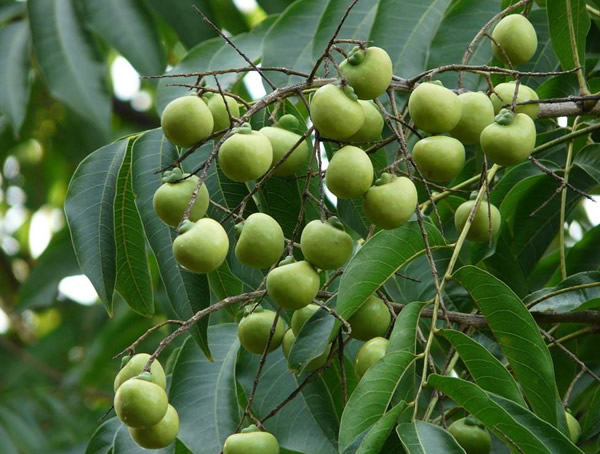 无患子树种子怎么种？