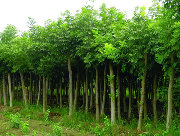 无患子树适合在苏北地区种植吗？