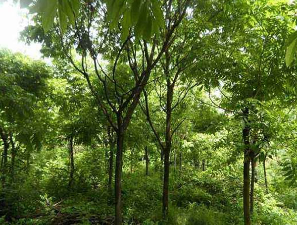 无患子树种植技术详细介绍