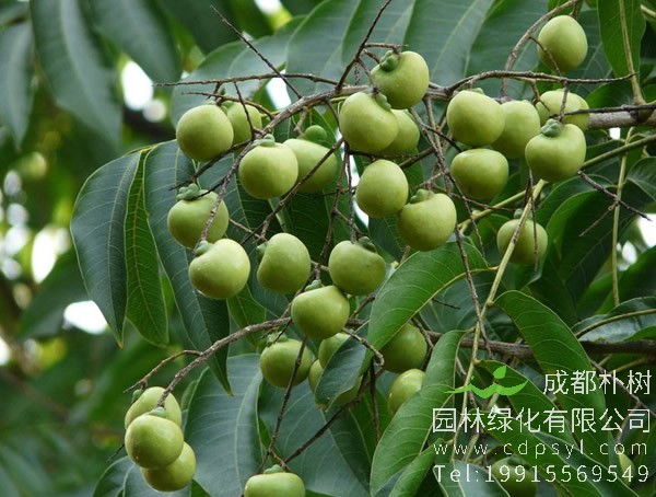 无患子树价格-图片-形态特征-生长环境-分布范围以及主要价值