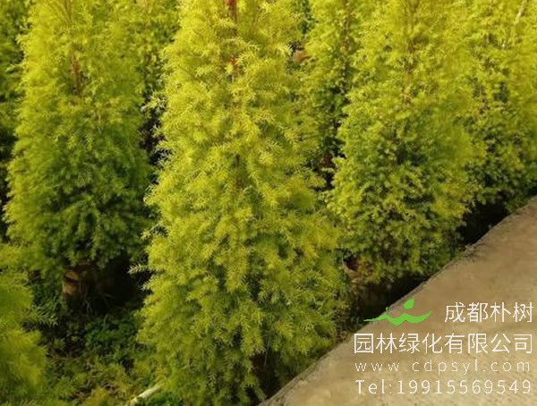 黄金宝树的分布情况，哪儿有卖黄金宝树的基地？