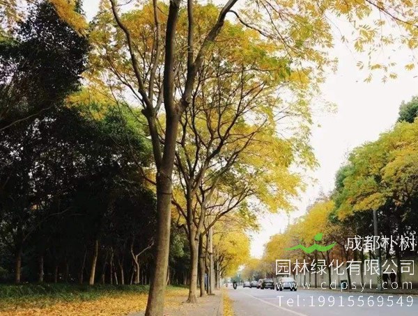 无患子图片大全，无患子树图片欣赏