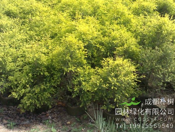 黄金宝树图片大全，黄金宝树图片欣赏