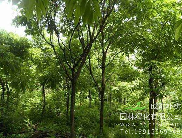 无患子图片大全，无患子树图片欣赏