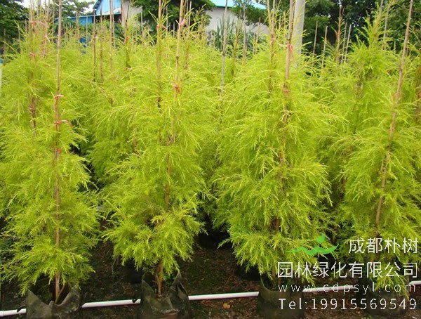 黄金宝树图片大全，黄金宝树图片欣赏