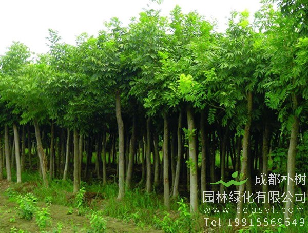 无患子树适合在苏北地区种植吗？