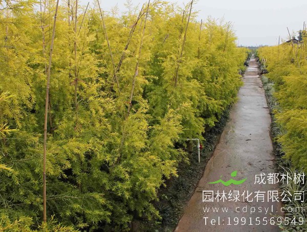 黄金宝树图片大全，黄金宝树图片欣赏