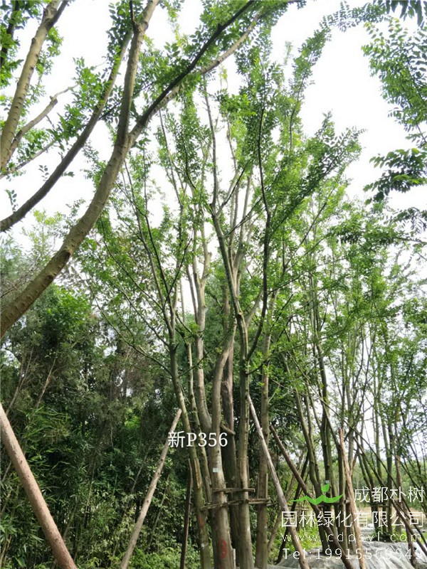 75公分拼栽朴树-高度7m-冠幅5m