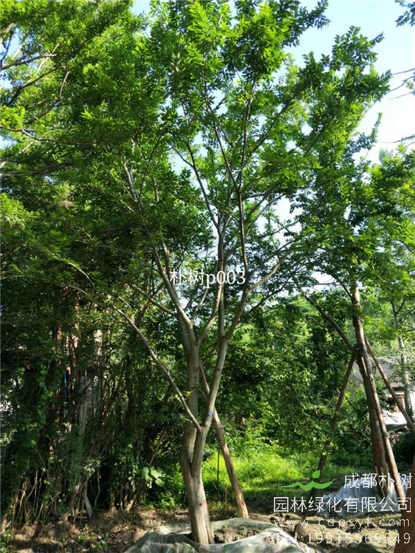 20-24公分朴树-高度7-8.5m-冠幅4.5-6m-价格2400-4500元