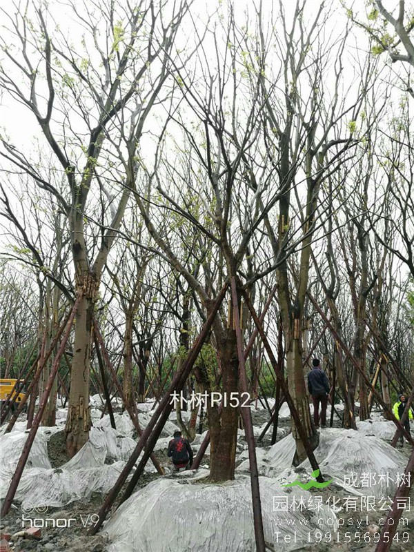 20-24公分朴树-高度7-8.5m-冠幅1-3米-价格2400-4500元
