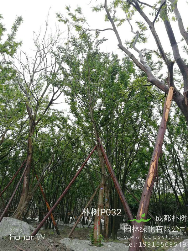 19公分朴树-高度7m-冠幅4m