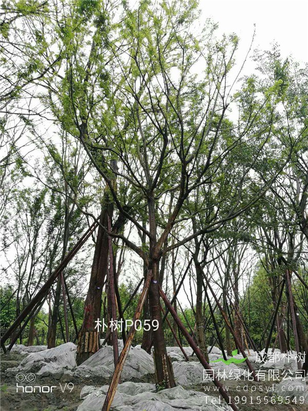 20-24公分朴树-高度7-8.5m-冠幅4.5-6m-价格2400-4500元