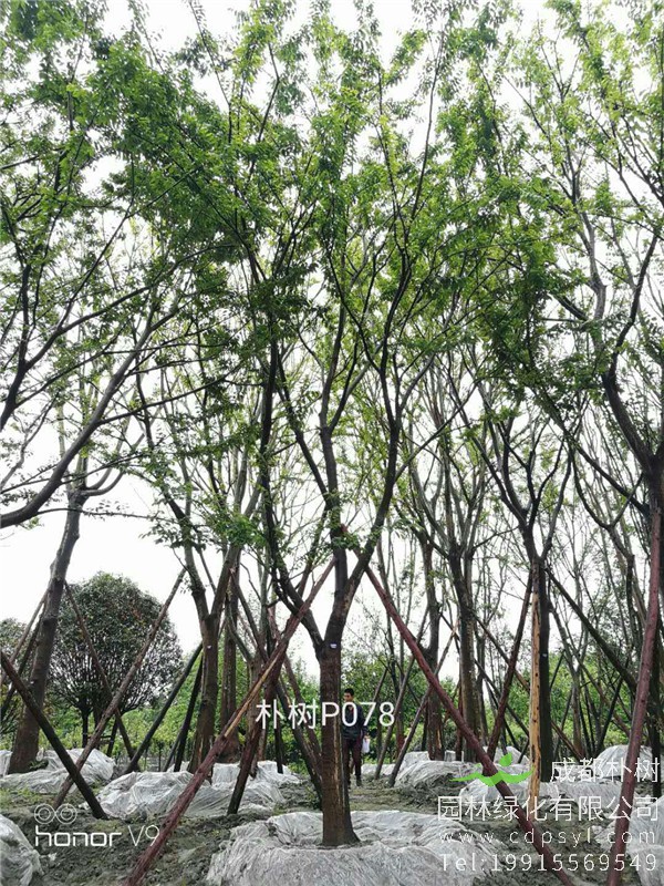 20-24公分朴树-高度7-8.5m-冠幅4.5-6m-价格2400-4500元