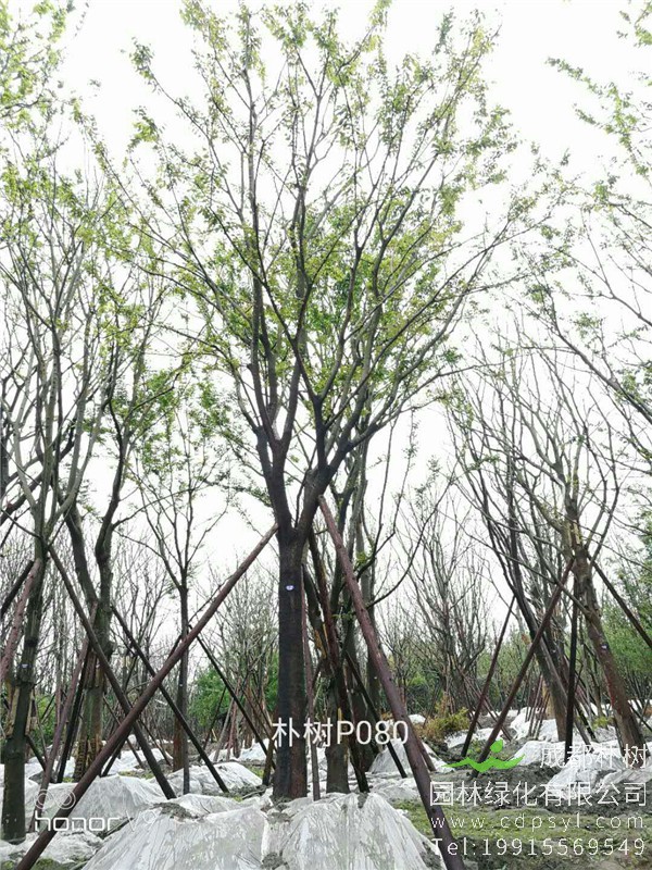 20-24公分朴树-高度7-8.5m-冠幅4.5-6m-价格2400-4500元