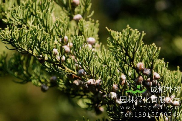 圆柏价格-图片-形态特征-生长习性-分布范围-品种分类-主要价值