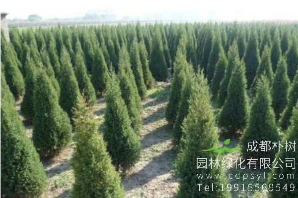 圆柏价格-图片-形态特征-生长习性-分布范围-品种分类-主要价值