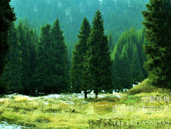 松树图片大全，最新松树图片欣赏