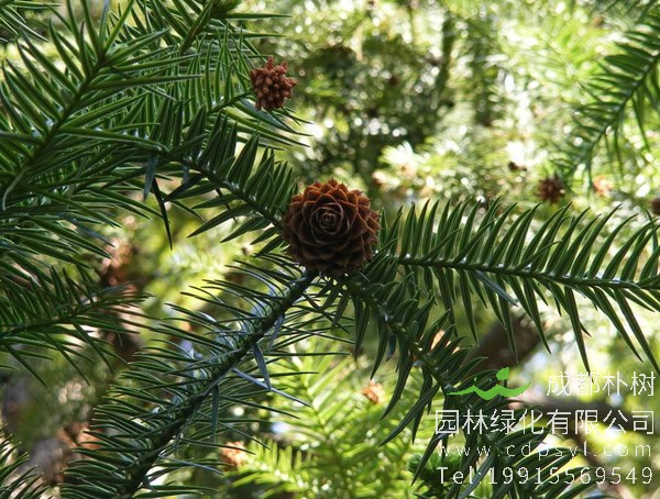 松树的生长过程是怎么样的?