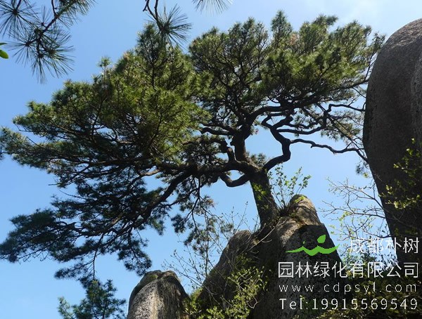 松树的繁殖方法、栽培技术以及病虫防治方法介绍