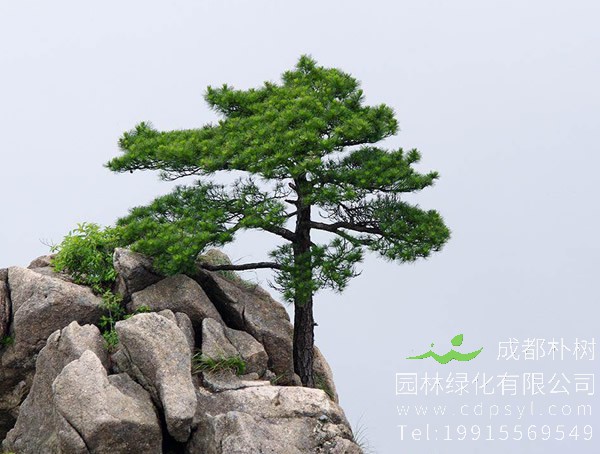 松树的叶子像什么？松树的叶子有哪些价值？