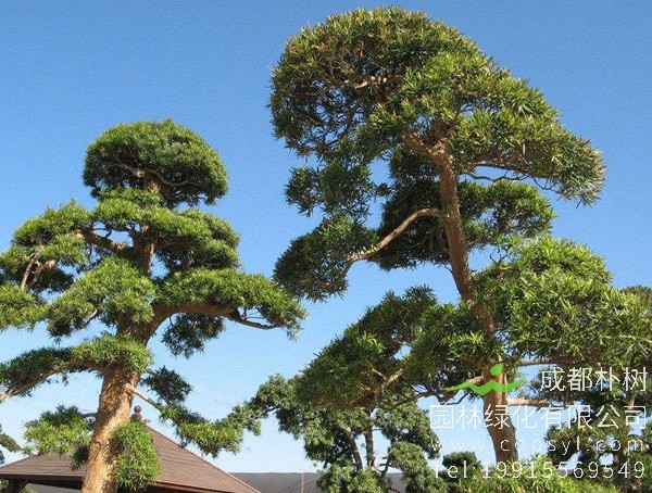 松树的繁殖方法、栽培技术以及病虫防治方法介绍