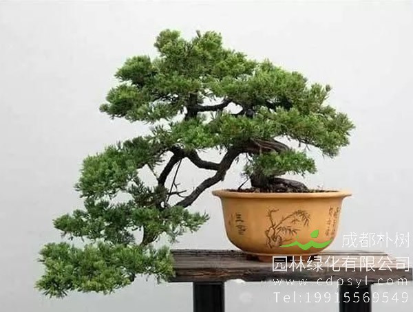 松树图片大全，最新松树图片欣赏