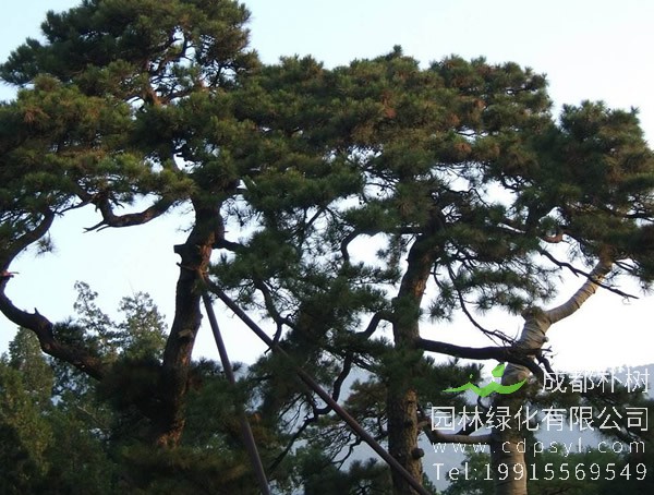 松树价格-图片-植物学史-形态特征-分布范围-主要价值以及植物文化