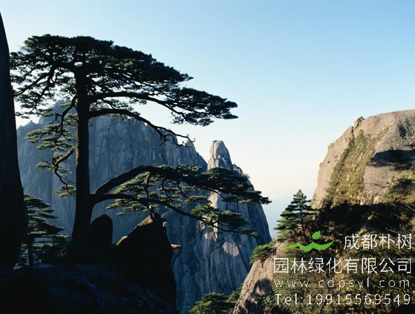 松树价格-图片-植物学史-形态特征-分布范围-主要价值以及植物文化